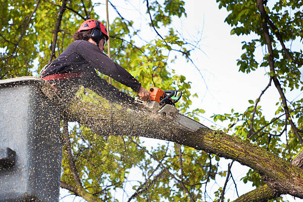 Best Tree Cabling and Bracing  in Laurens, IA